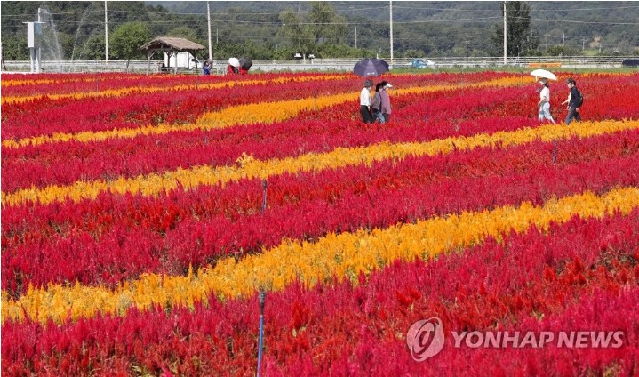 철원 고석정 꽃밭 가을철 개장…DMZ 평화 꽃송이 축제 함께 열려